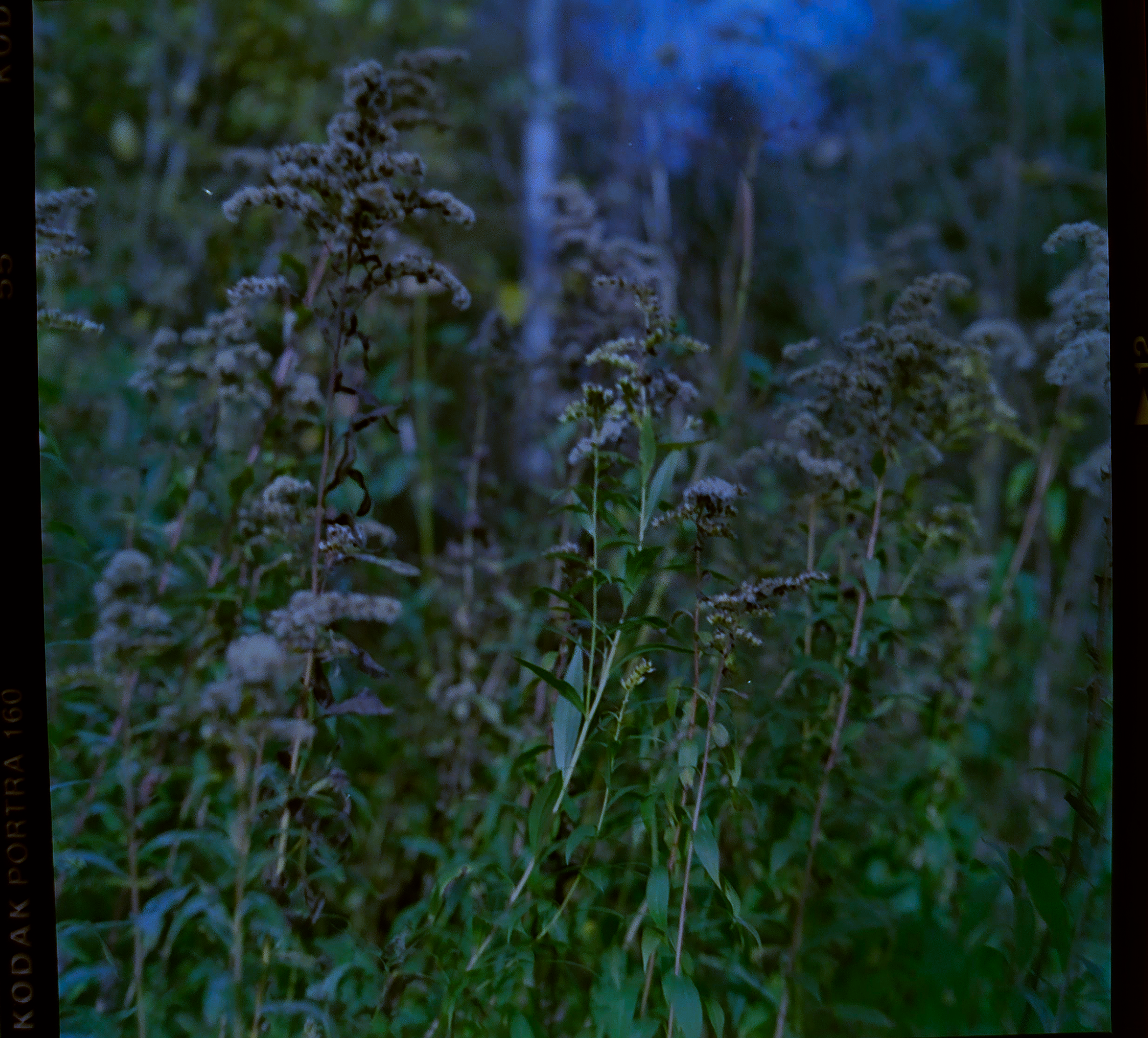 This is a wink from the Weltwald in Bayern. Photo by Shelly, 2025